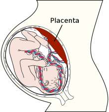 Placenta posterior gradual 2 month