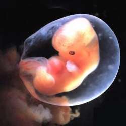 embrion uman